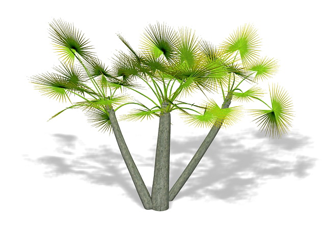 Dwarf fan palm 3d rendering