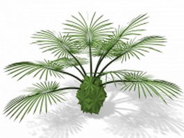 Latania palm 3d model preview