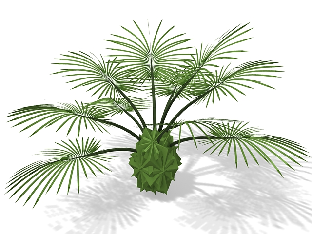 Latania palm 3d rendering