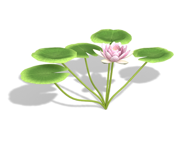 Pink water lily flowers 3d rendering