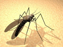 Adult mosquito 3d preview