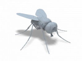 House fly 3d model preview