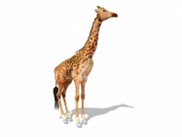 Masai giraffe 3d preview