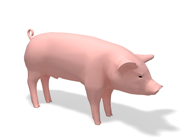 Domesticated pig 3d rendering