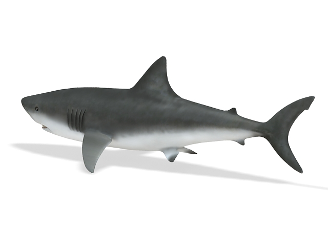 Whale shark 3d model 3ds Max files free download - CadNav