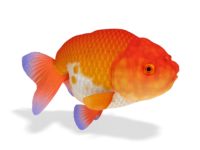 Lionhead goldfish 3d rendering