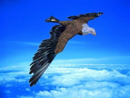 Flying eagle rigged & animated 3d model preview