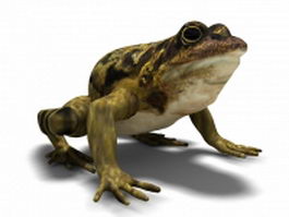 True toad 3d model preview