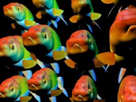 Fancy goldfish school 3d model preview