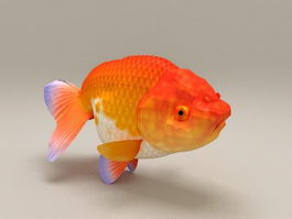 Red Ranchu Goldfish 3d preview