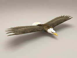 Bald Eagle Low Poly 3d model preview