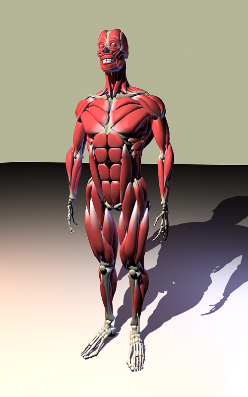 Male Muscle Anatomy 3d rendering