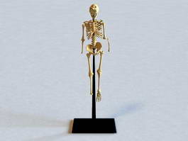 Human Body Skeleton 3d preview