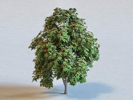 Sweet Chestnut Tree 3d model preview