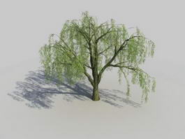 Weeping Willow Tree 3d model preview