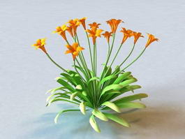 Canna Flowering Plant 3d model preview