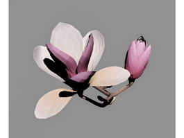 Magnolia Flowers 3d model preview