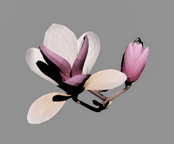 Magnolia Flowers 3d rendering