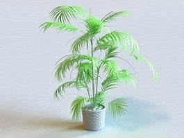 Potted Palm Tree 3d model preview