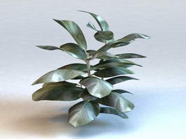 Fiddle Leaf Ficus Plant 3d model preview