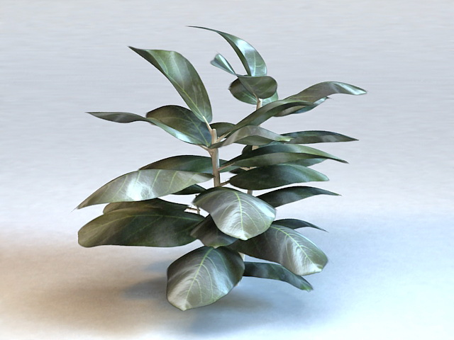 Fiddle Leaf Ficus Plant 3d rendering