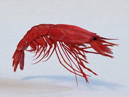 Large Prawn 3d model preview