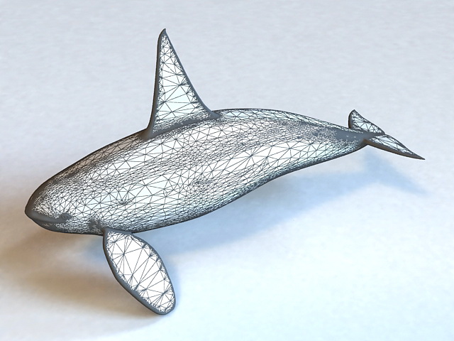Killer Whale 3d rendering