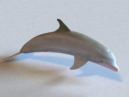 Atlantic Bottlenose Dolphin 3d model preview