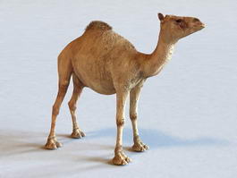 Dromedary Camel 3d model preview