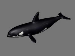 Orca Killer Whale 3d model preview