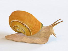 Beautiful Snail 3d model preview