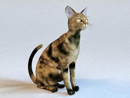 Maine Coon Cat 3d model preview