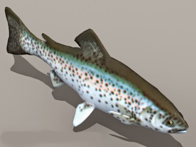 Rainbow Trout 3d rendering