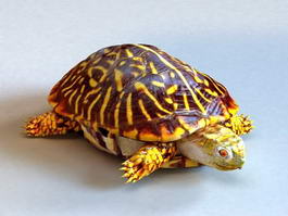 Ornate Box Turtle 3d model preview