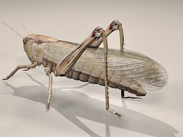Giant Grasshopper 3d rendering