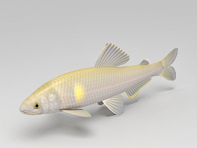 Asian Carp Fish 3d rendering