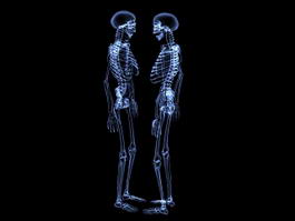 Transparent Human Skeleton 3d model preview
