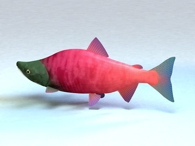 Alaska Sockeye Salmon 3d rendering