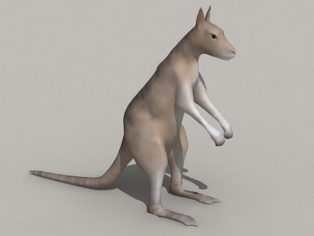 Australia Animal Kangaroo 3d rendering