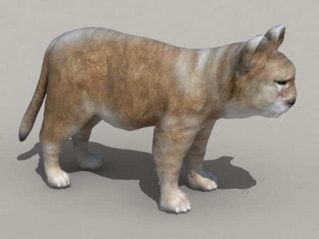 African Lion Cub 3d rendering