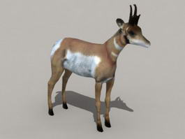 Pronghorn Antelope 3d model preview
