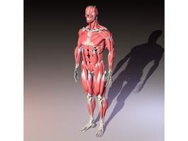 Full Body Skeleton with Muscles 3d preview