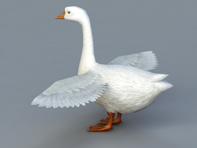Domestic Goose 3d rendering