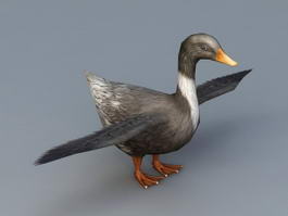 Domestic Duck 3d model preview