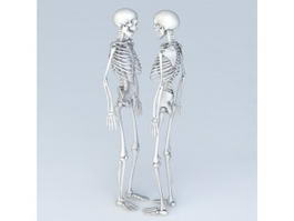 Full Body Skeleton Human 3d model preview