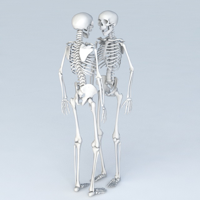 Full Body Skeleton Human 3d rendering