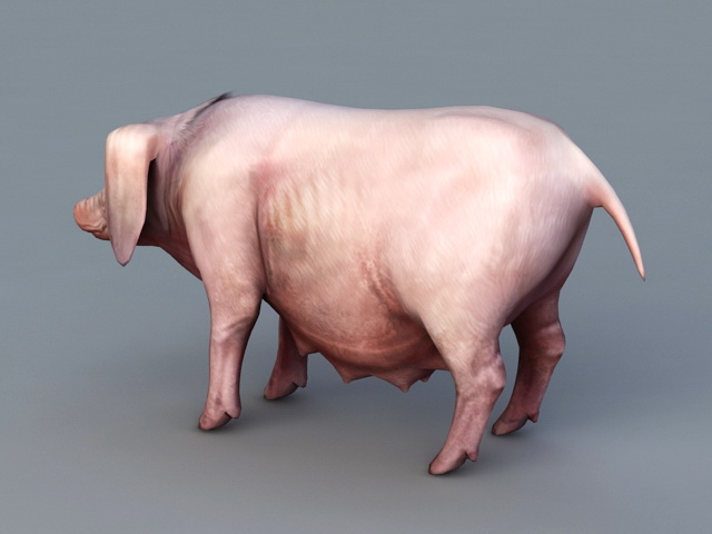 Female Pig Sow 3d rendering
