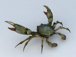 European Green Crab 3d model preview