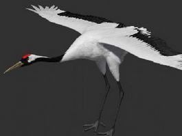 Chinese Red Crowned Crane 3d model preview