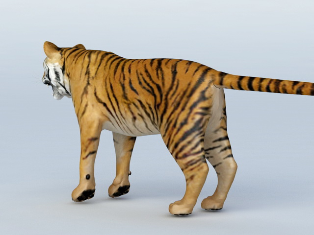 Bengal Tiger 3d model - CadNav